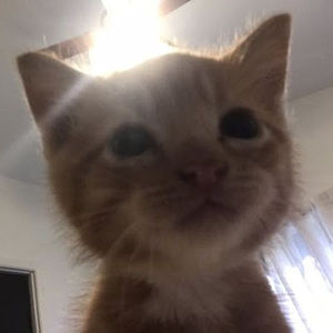 Meet your Posher, Allyson